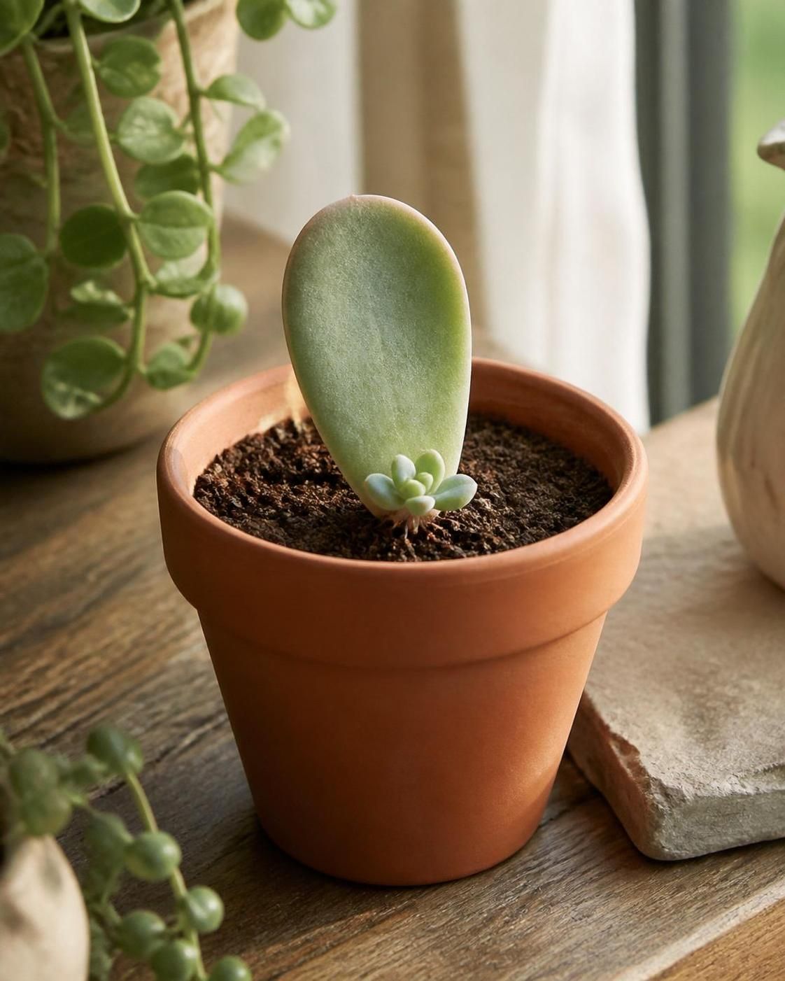découvrez nos astuces simples et efficaces pour réussir la bouture de vos plantes grasses et obtenir des plants sains en toute douceur.
