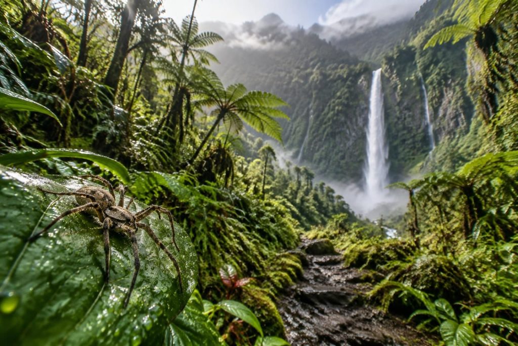 explorez babouk à la réunion, un site naturel incontournable : découvrez ses paysages, sa biodiversité et les conseils pour préparer votre visite.