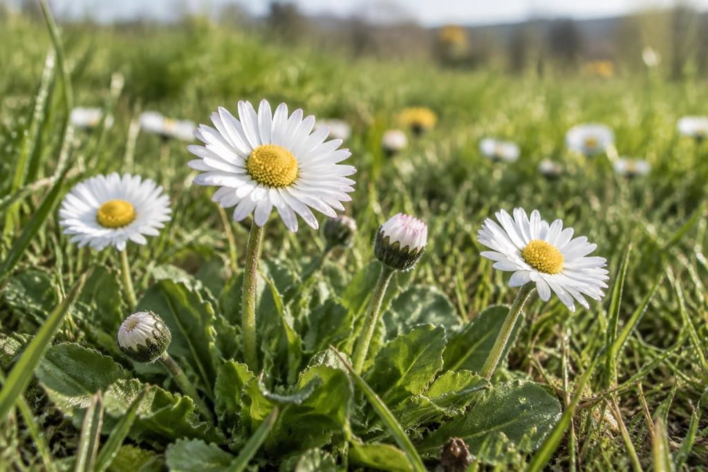 découvrez la marguerite commune (bellis perennis) : caractéristiques, culture, entretien, floraison et conseils pour profiter de cette fleur au jardin.